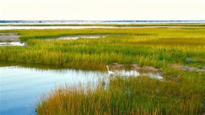 Marsh grasses