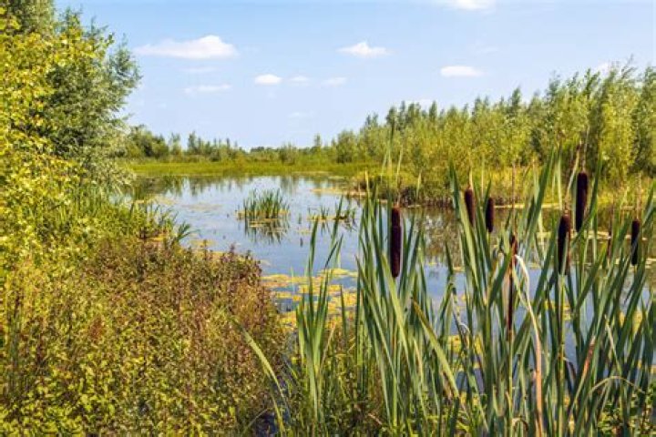 Marsh plant