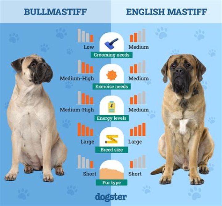 Mastiff or Maltese for example