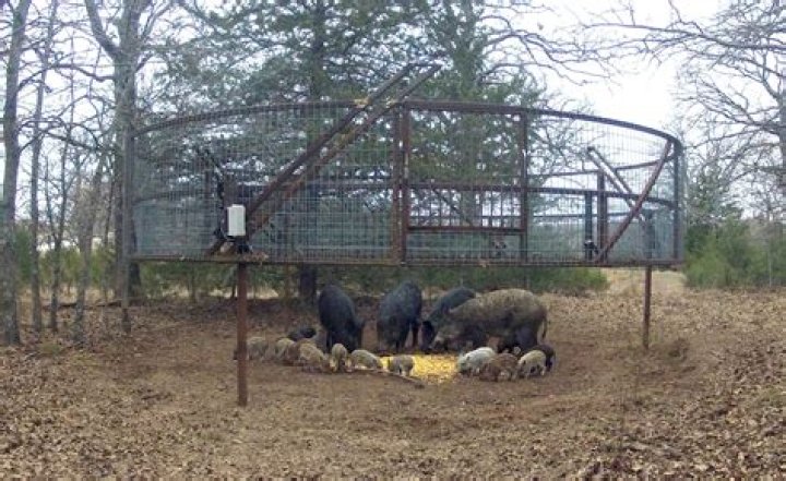 Messy home for hogs