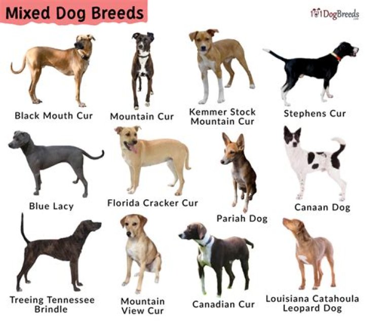Mixed-breed dog