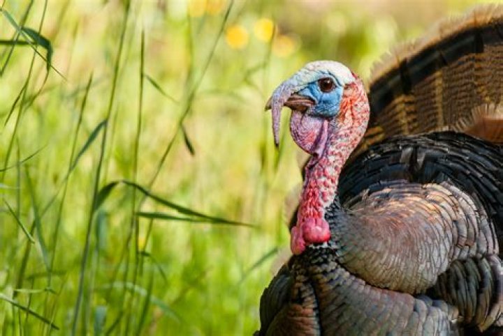 Moistens as a turkey