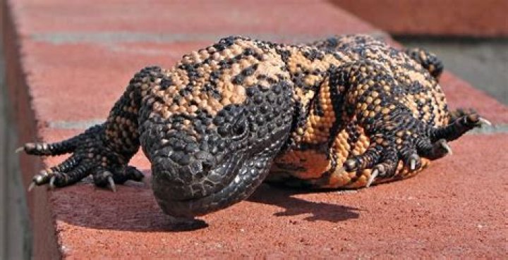 ___ monster (lizard found in deserts)