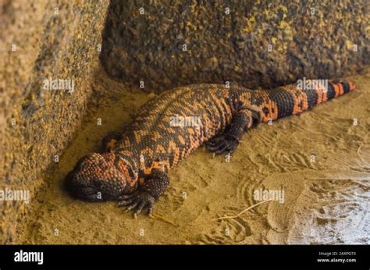 ___ monster (venomous lizard)