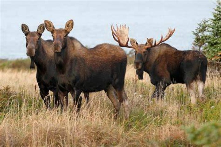 Moose-like animal