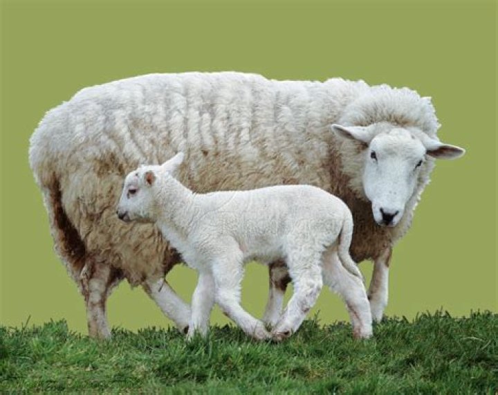 Mother sheep