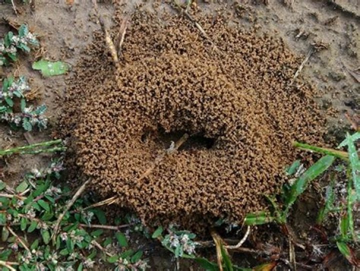 Mound-building bug