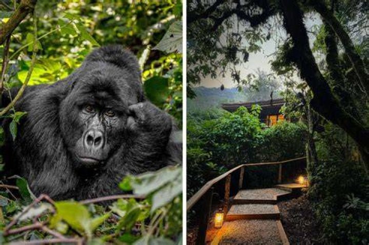 Mountain gorilla for example