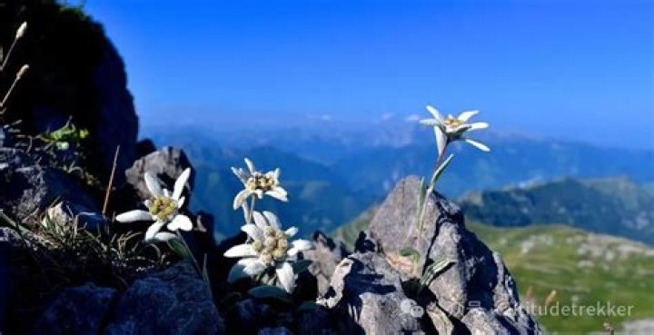 Mountain range where edelweiss grows