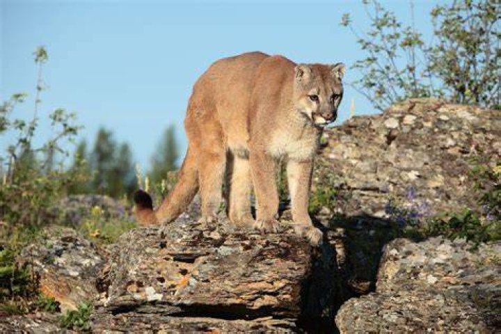 Mountain wildcat