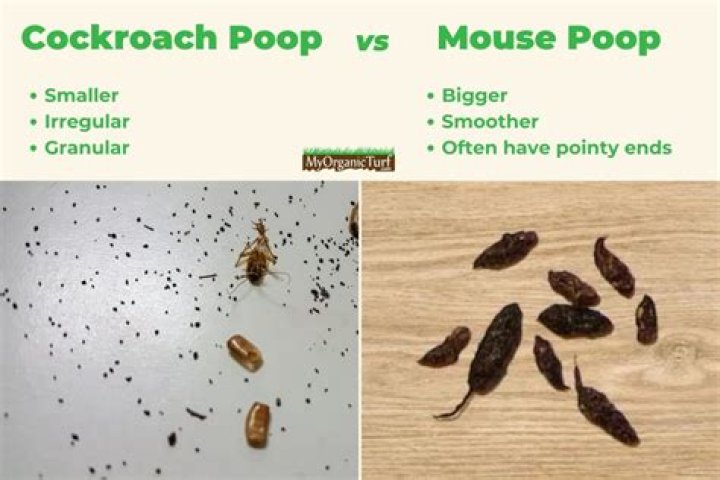 Mouse or cockroach for example