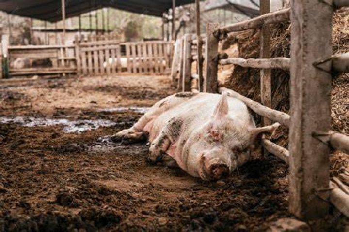 Muddy farm dwelling