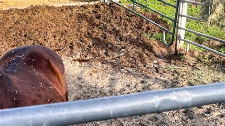 Muddy pen