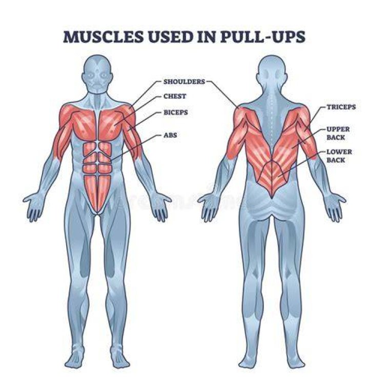 Muscles engaged by sit-ups