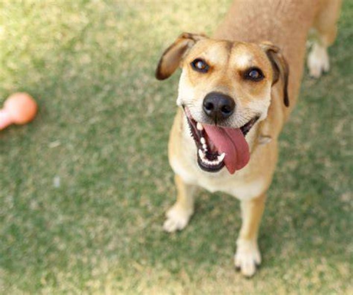 Mutt