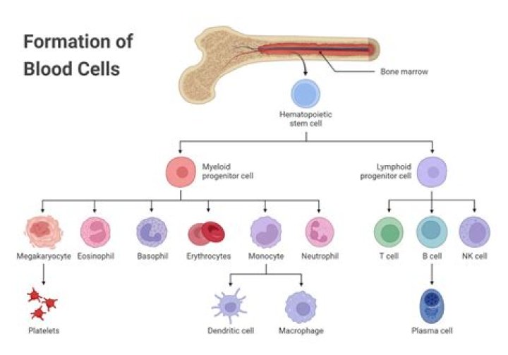 ___ node (white blood cell carrier)