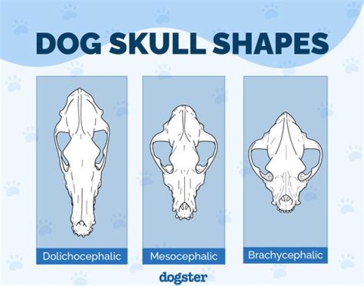 Numbskull whose head is compared to a legume: Hyph.
