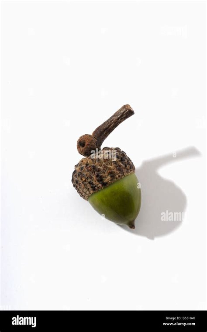 Nut from an oak