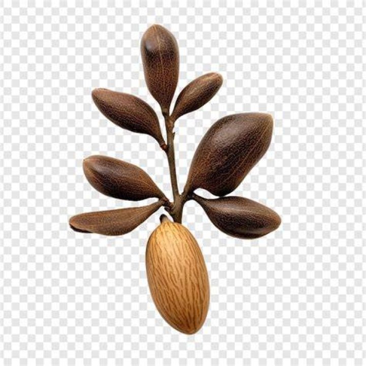 Oak tree's seed
