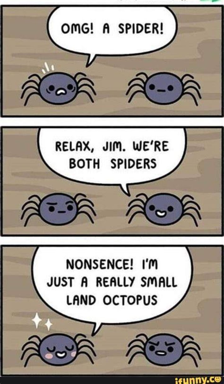 OMG a spider!