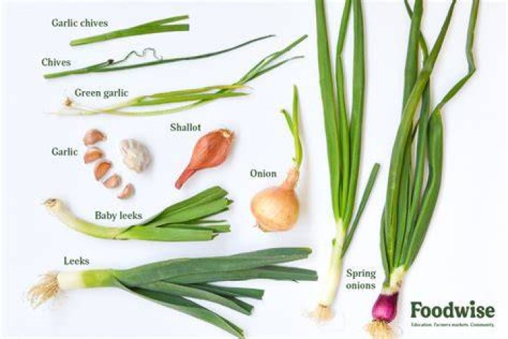 Onion-like vegetables