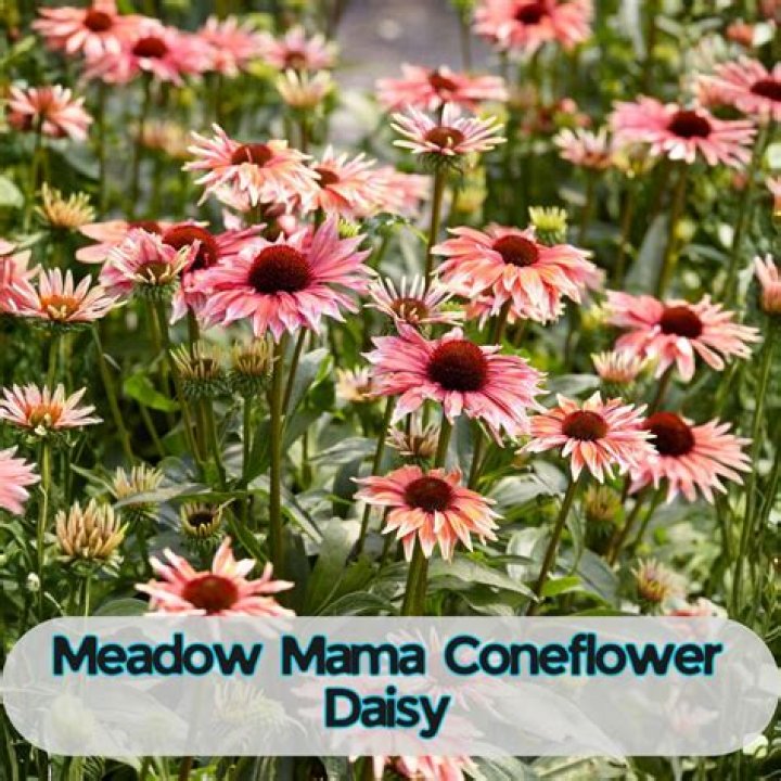 Palindromic meadow mama