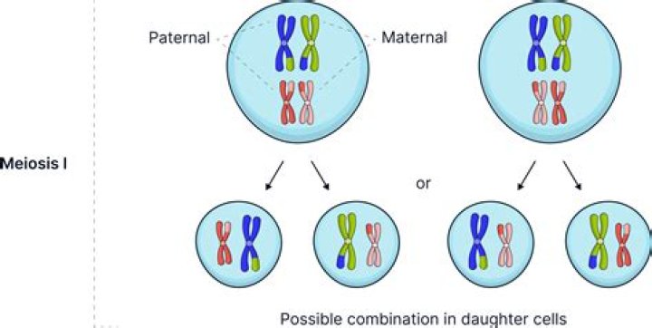 Paternal parent