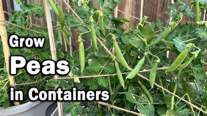 Pea container