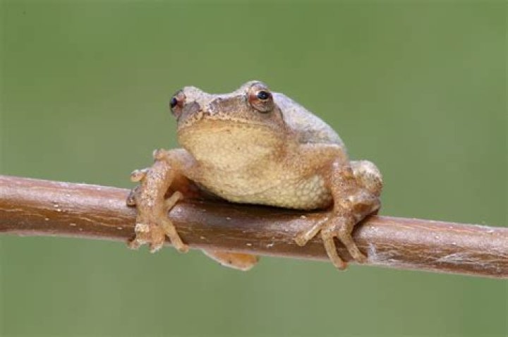 Peepers
