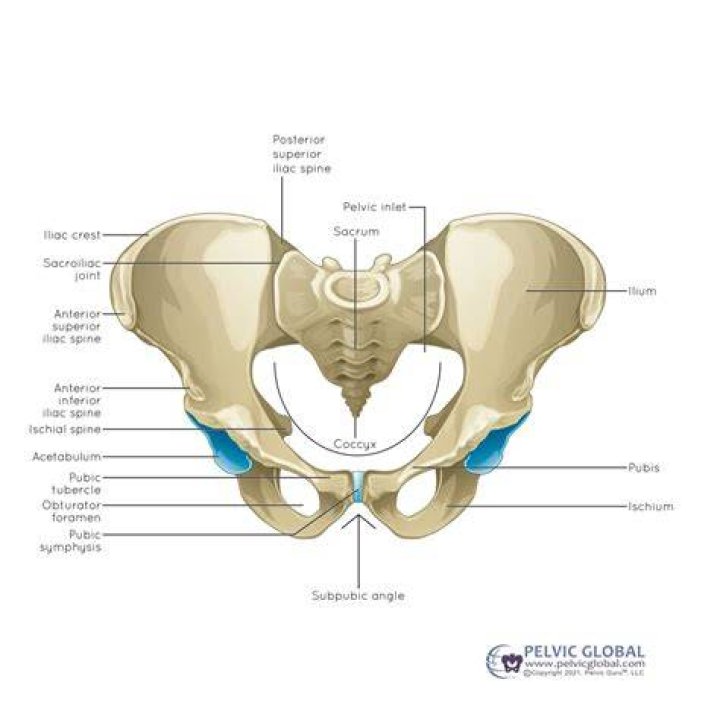 Pelvic joint