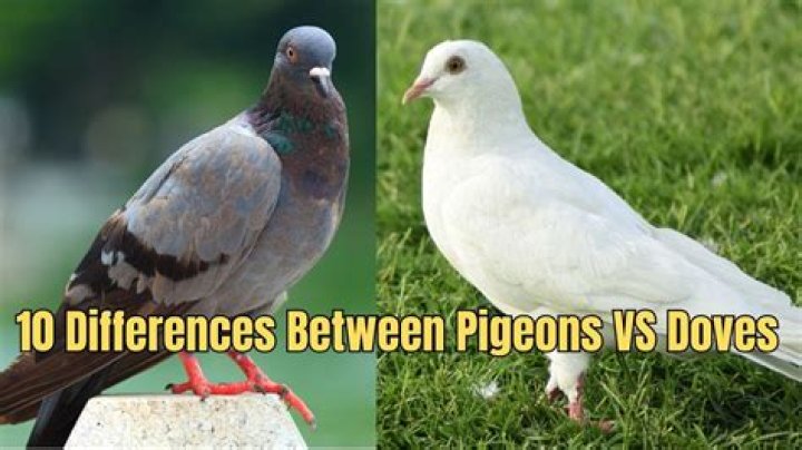 Penguin or pigeon for example