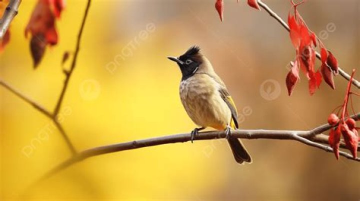 Perch (on)