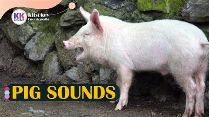 Pig sounds