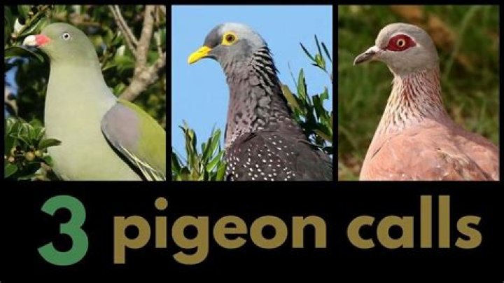 Pigeon calls