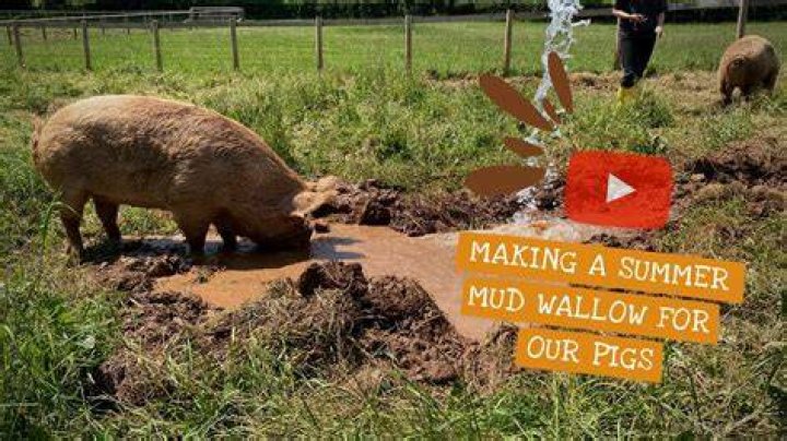 Pigs wallow in it