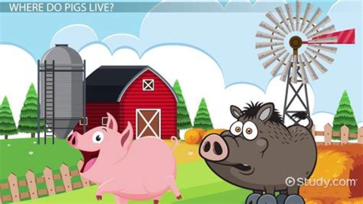Place where pigs live