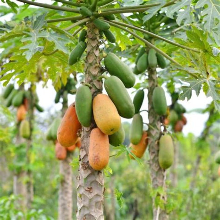 Plum or papaya for example