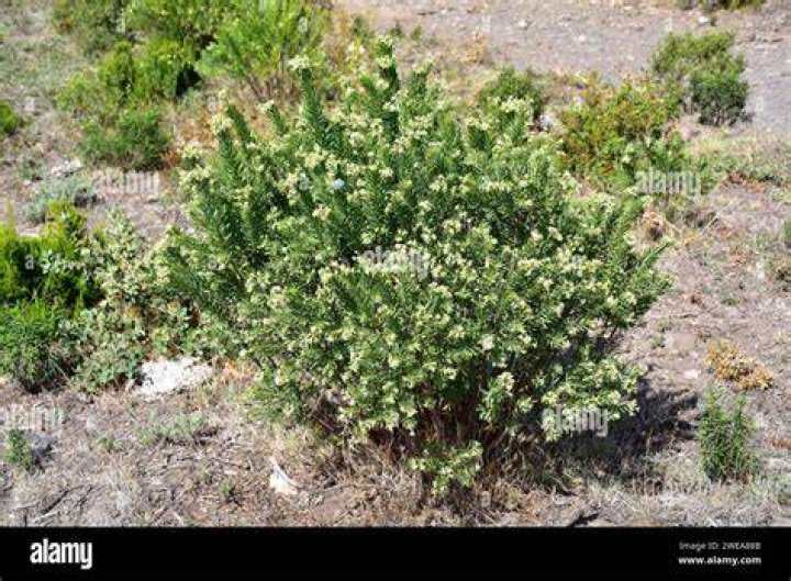 Poisonous evergreen trees