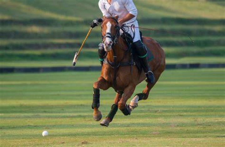 Polo horse