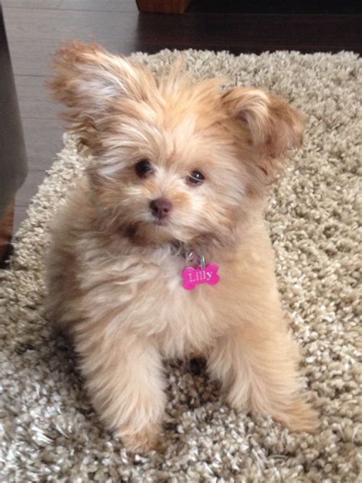 Pomeranian or poodle for example