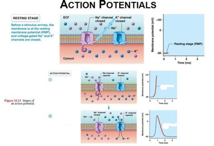 Potential ___ effects may include ...