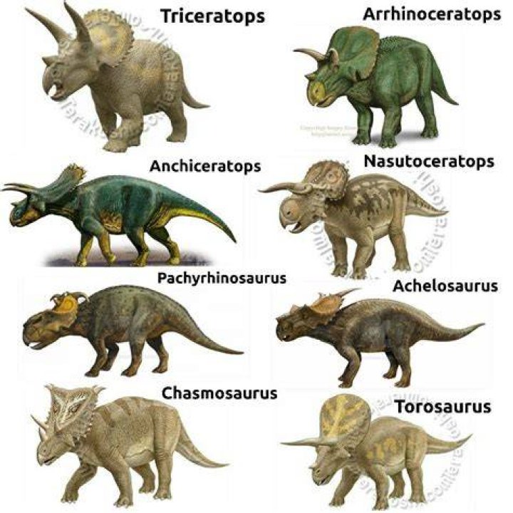 Prefix for ceratops or angle