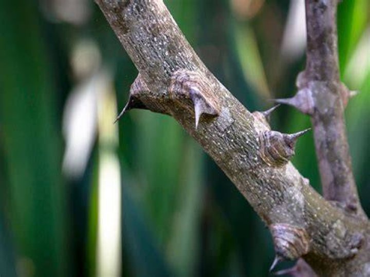 Prickly ___ (skin disorder)