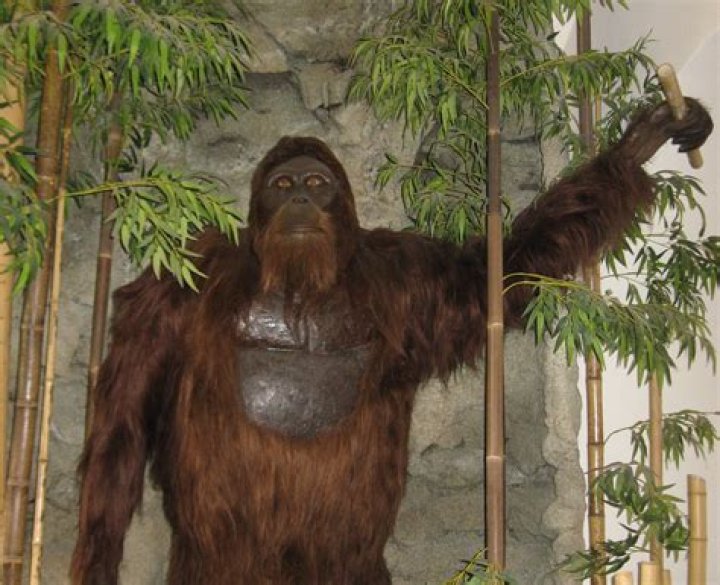 Primate that may mimic someone