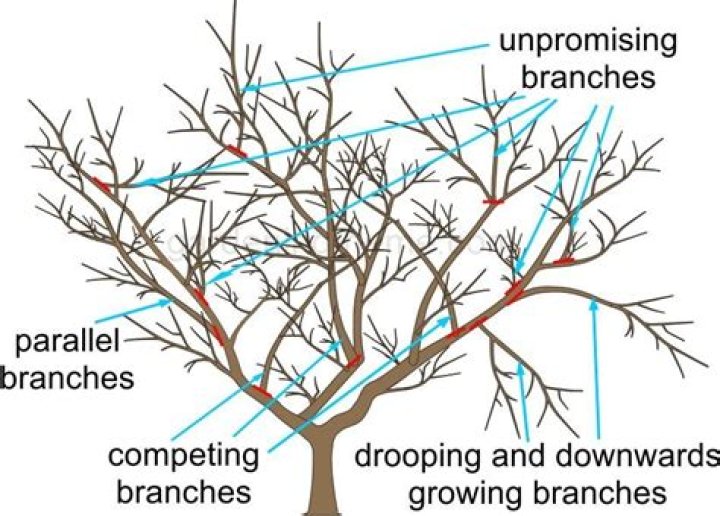 Prune as tree branches
