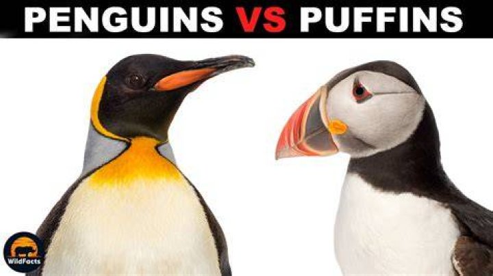 Puffin or penguin for example
