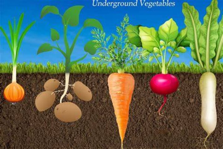 Red vegetable that grows underground