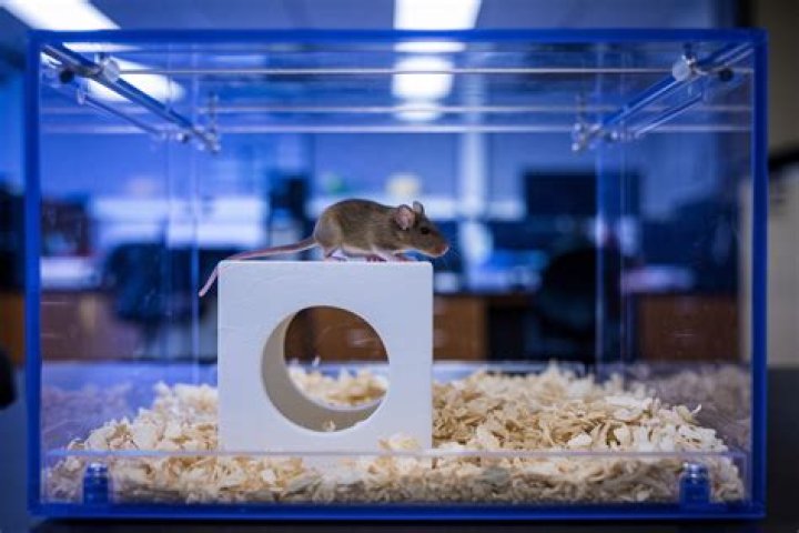Rodents in lab mazes