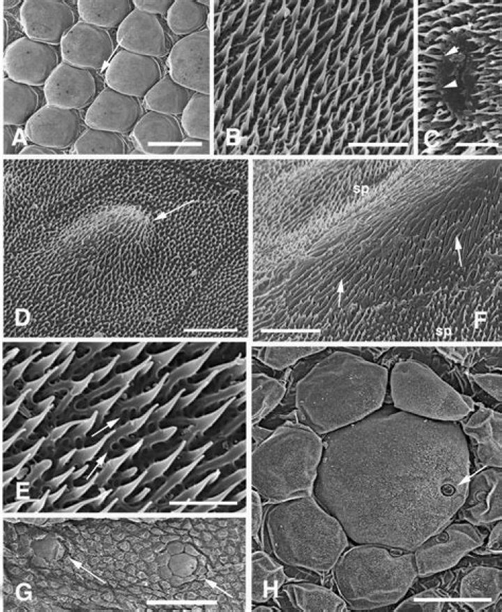 Roundish shape