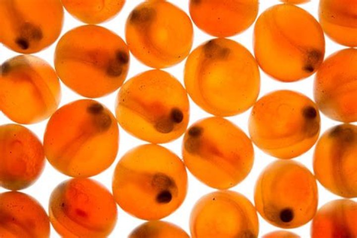 Salmon eggs